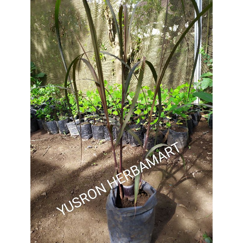 BIBIT TEBU IRENG TEBU HITAM WULUNG SIAP TANAM