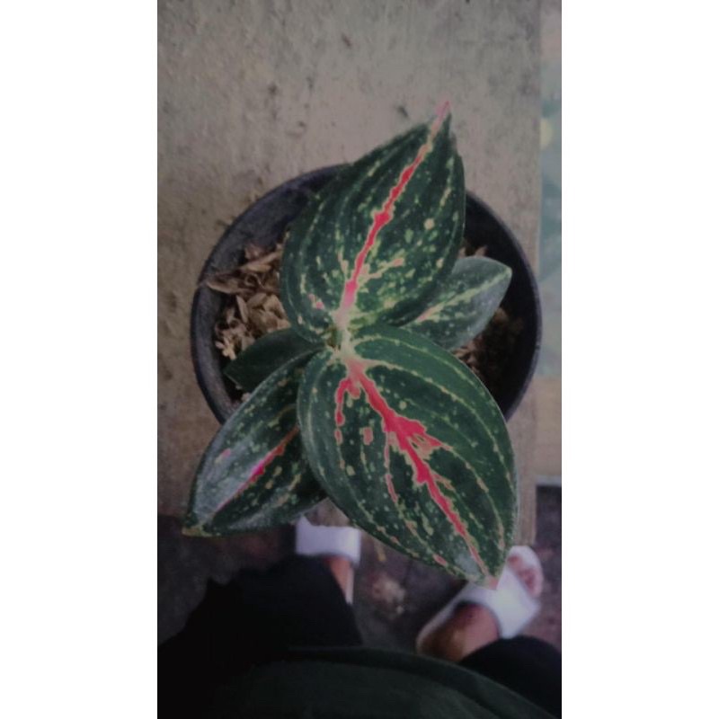 aglonema reanita anakan