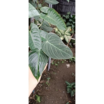 Philodendron splendid