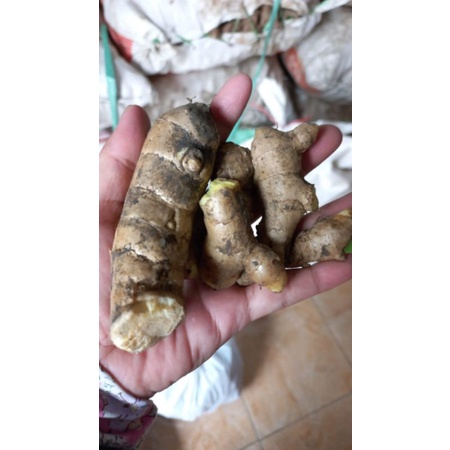 

KUNYIT PUTIH FRESH KUNYIT PUTIH SEHAT