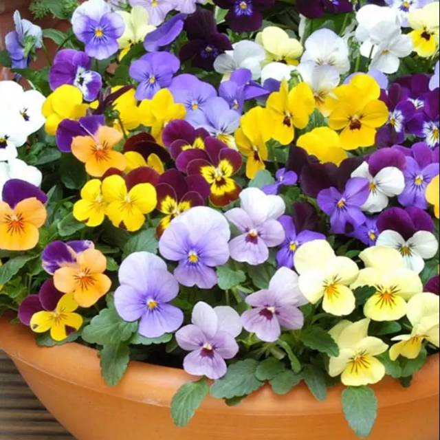 Viola Cornuta Large Flower Mix Shopee Indonesia