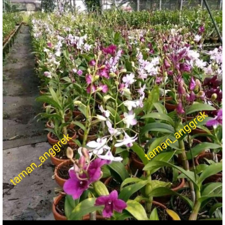 Anggrek dendrobium dewasa sudah berbunga/ spike anggrek dendrobium TERMURAH
