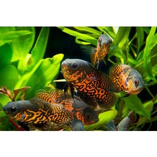 ikan oscar batik Tiger / ikan Predator oscar Batik