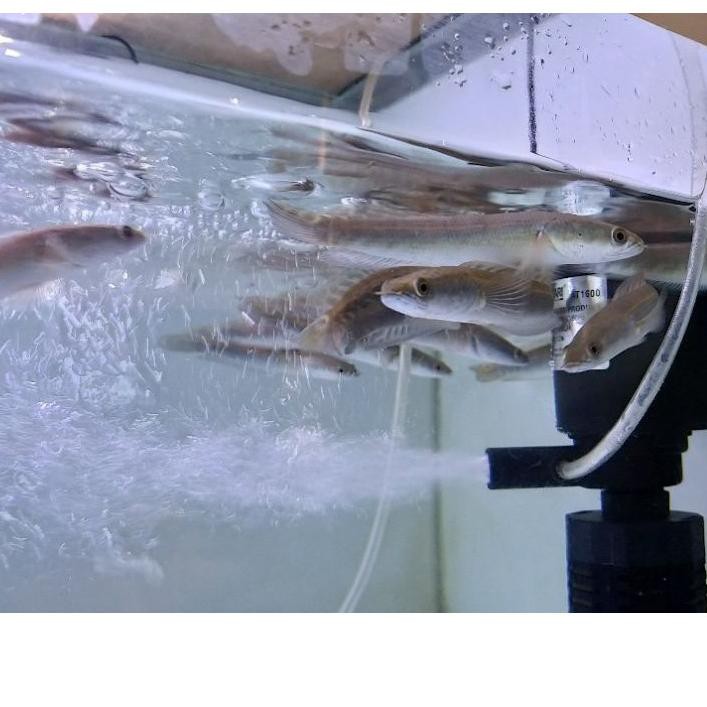 Diskon Besar2an웃 Channa maru yellow sentarum 11cm termurah terlaris cocok untuk tankmate ..,,,,,,,,