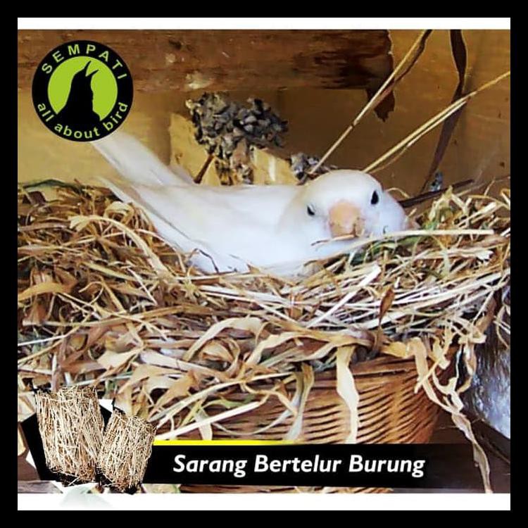 Serat Kayu Sarang Tempat Bertelur Burung Kode 256 Shopee Indonesia