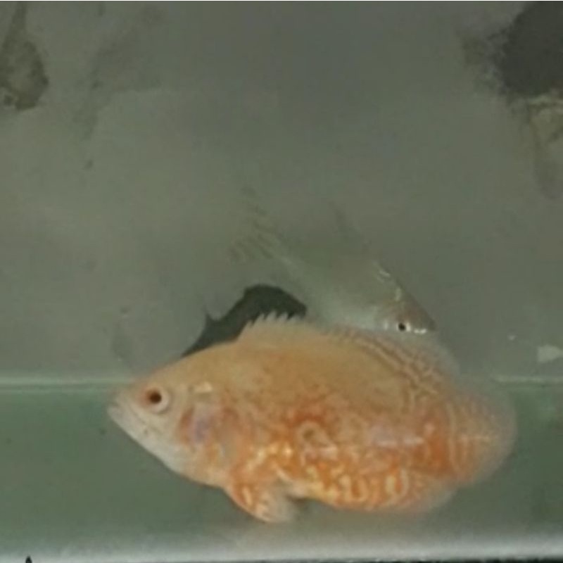 Ikan Oskar Batik Albino Import/Ikan Oskar Batik Albino/Ikan Predator