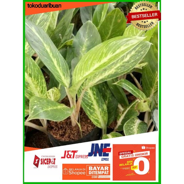 Tanaman hias algonema DIVEN GOLD