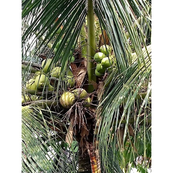 Bibit Kelapa Pandan Wangi Asli