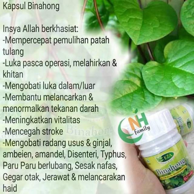 KAPSUL EKSTRAK DAUN BINAHONG