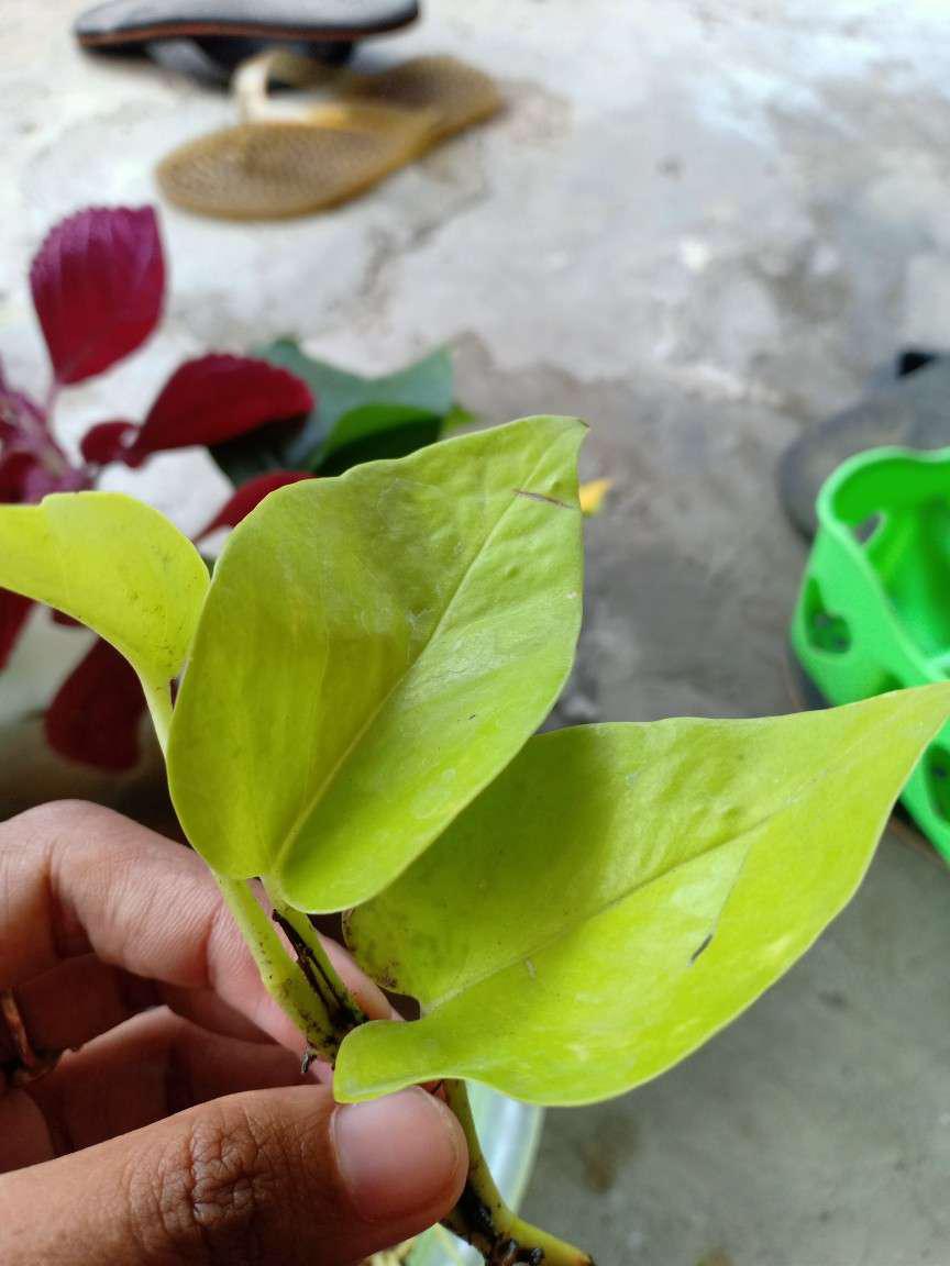 Sirih Gading Kuning(lemon)