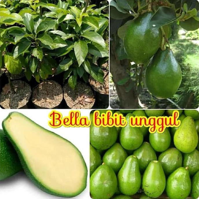 P0K Bibit Buah Alpukat Mentega Tanpa Biji Atau Non Biji -Bbu