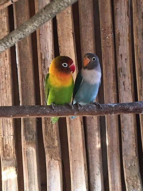 Khusus Cod Bandung Harga Termurah Burung Lovebird Anakan Juara