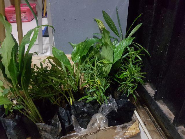 Tanaman Bunga Lavender / Tanaman Pengusir Nyamuk Lavenda