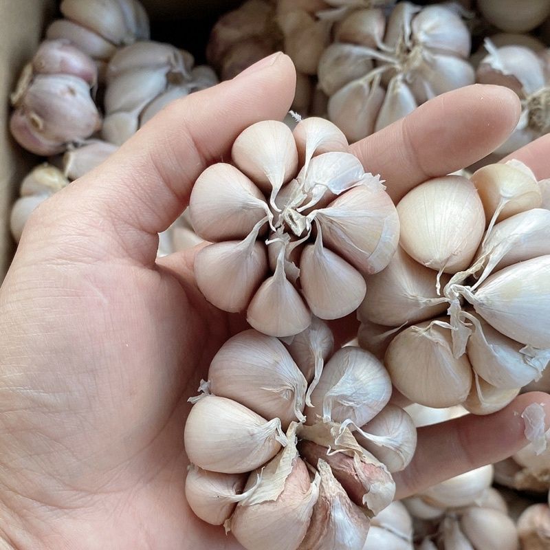

Bawang putih