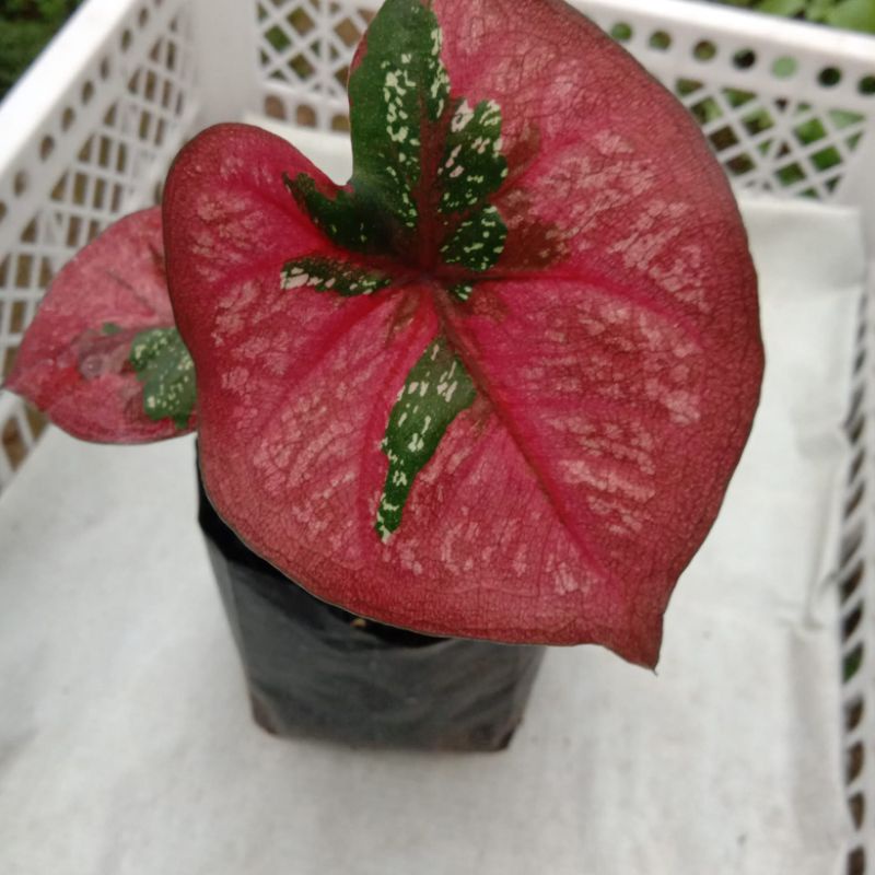 Caladium Baret