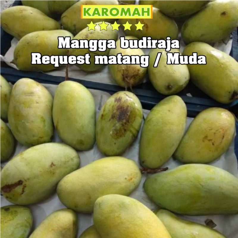 

BUAH MANGGA BUDIRAJA | buah mangga manis | buah mangga rujak mengkal Request matang / Muda