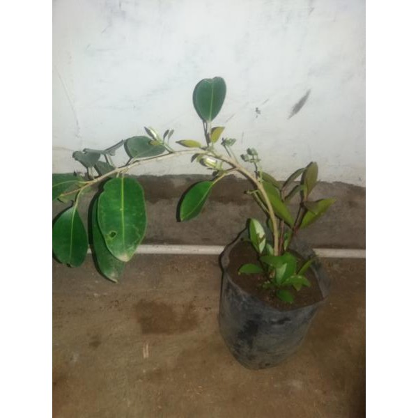 bibit buah juwet tanpa biji