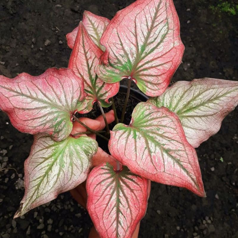 Caladium Infinity / bunga keladi / tanaman hias keladi murah / tanaman keladi hidup / caladium thail