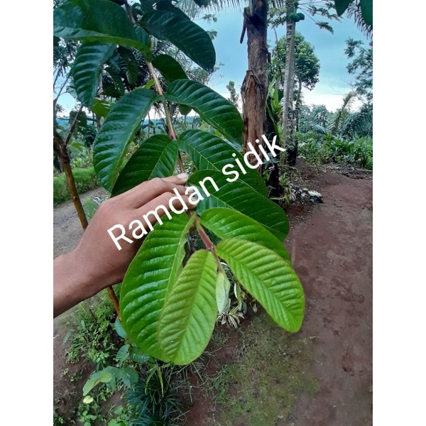 

daunjambu biji banyak manfaat nyah(500 gram)