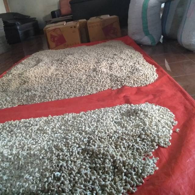

Kacang mete ungkul asli wonogiri