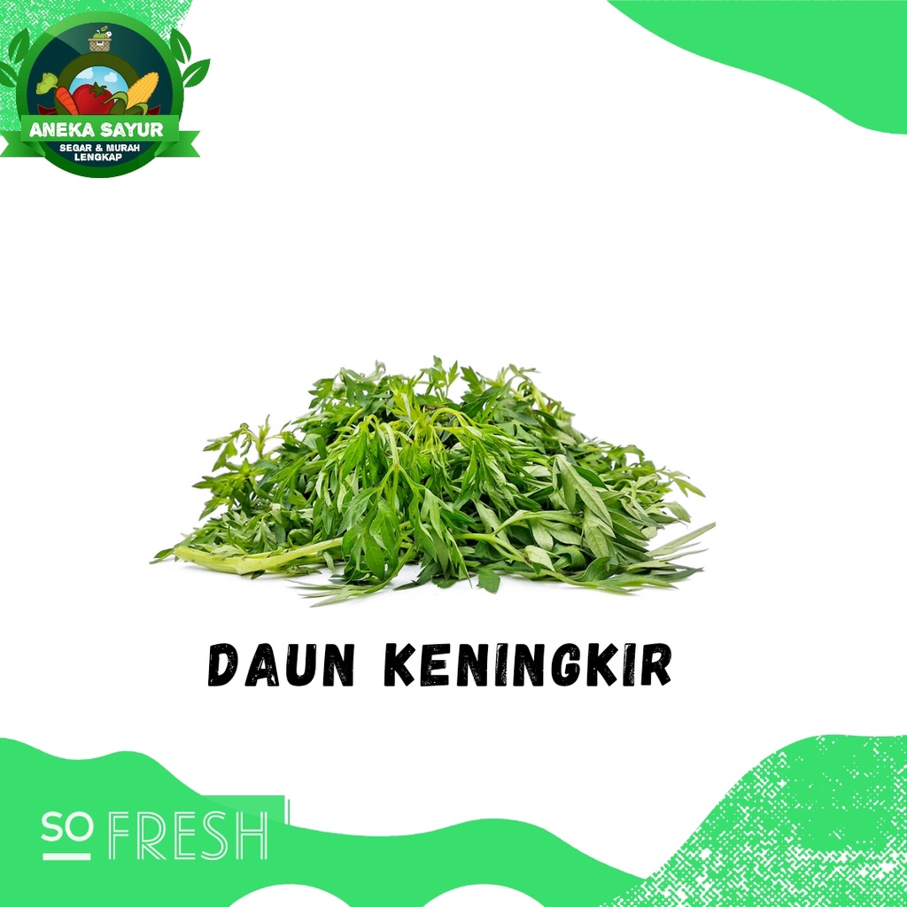 

Daun Keningkir