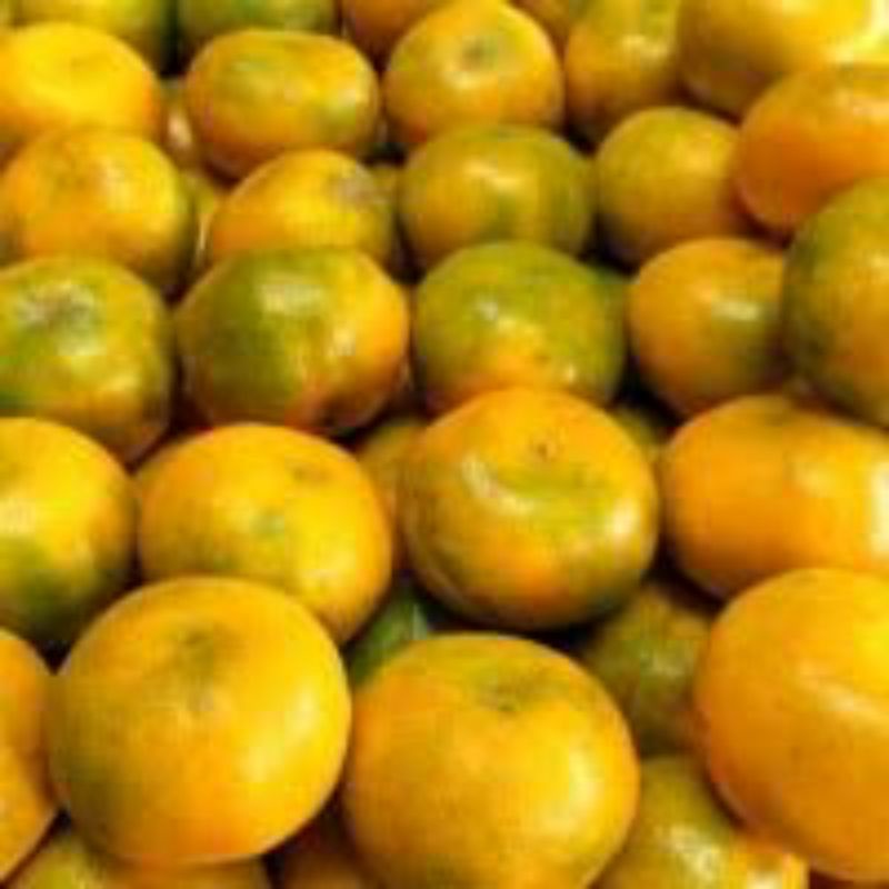 

JERUK MEDAN / JERUK MALANG MADU _ 1KG