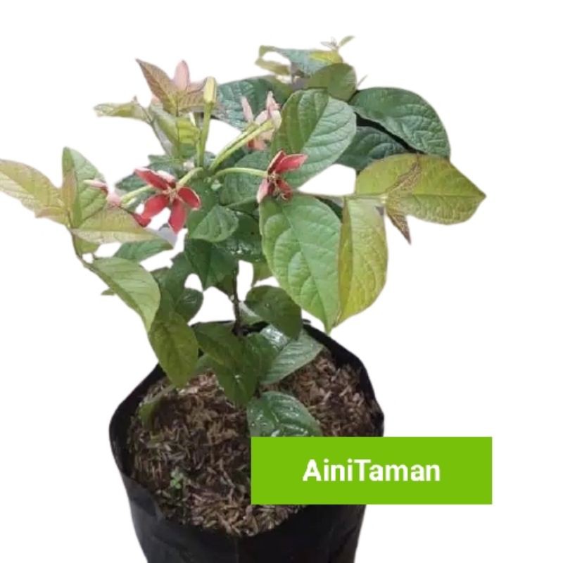 Pohon bunga melati belanda - tanaman hias melati belanda- melati belanda