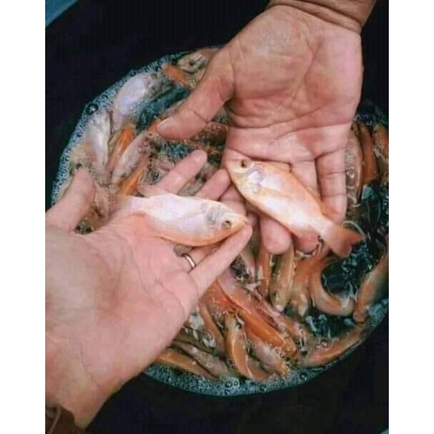 bibit ikan nila bangkok