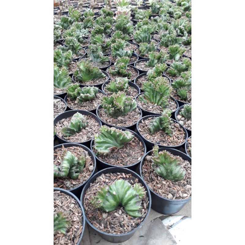 Euphorbia lactea cristata ijo