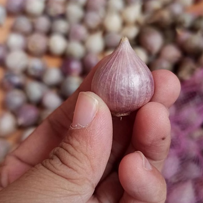 

Bawang putih tunggal