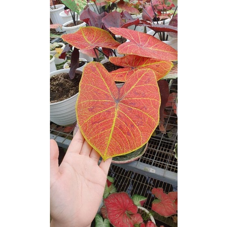 Caladium New Wave