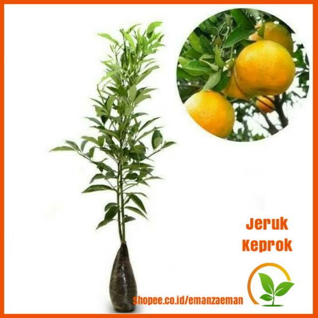 Bibit Jeruk Keprok Madu / Tanaman Jeruk Keprok / Pohon jeruk Keprok