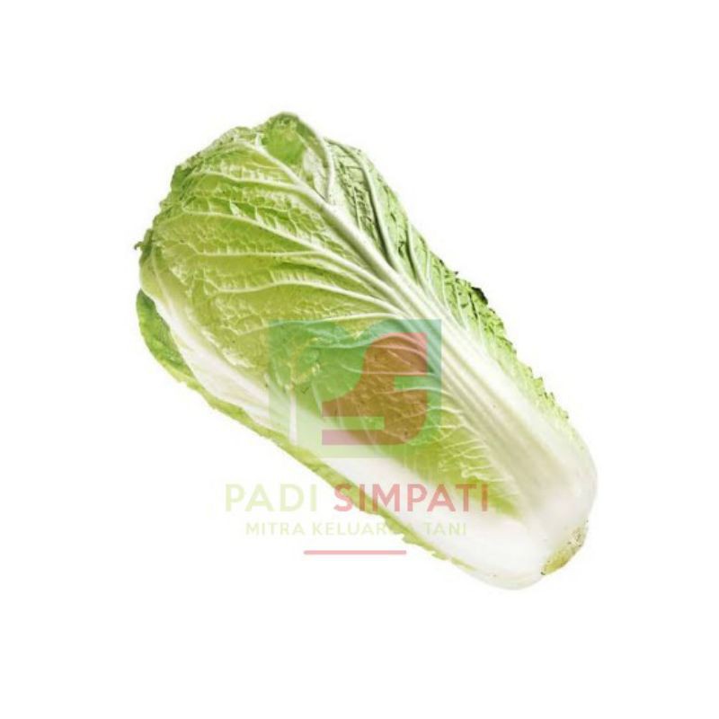 100 Benih Chinese Cabbage EXCELLENT Kemas Ulang / Bibit Pecai Tanaman Hias Murah Bunga Aglonema