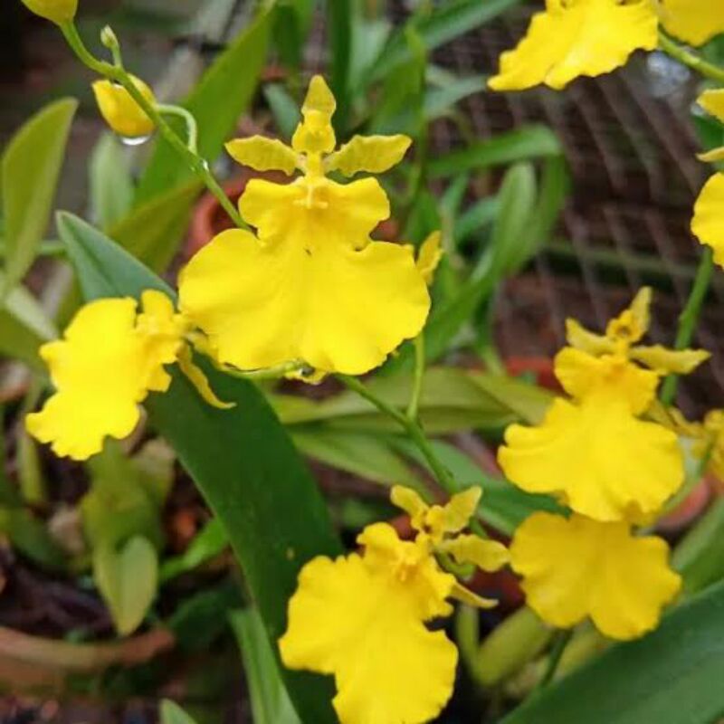 anggrek oncidium golden shower