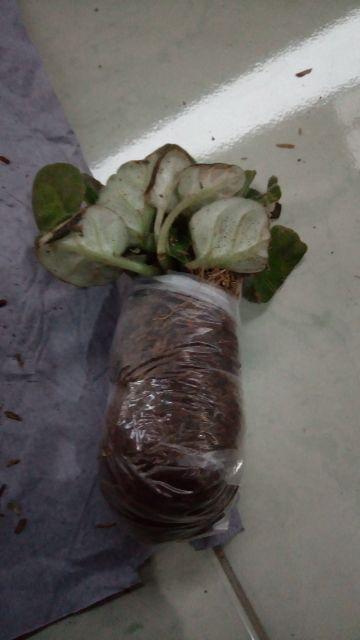 Tanaman Violces Putih