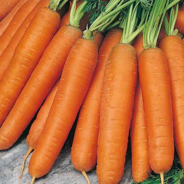 Benih Bibit Biji - Wortel Carrot Early Nantes 5 Seeds - IMPORT