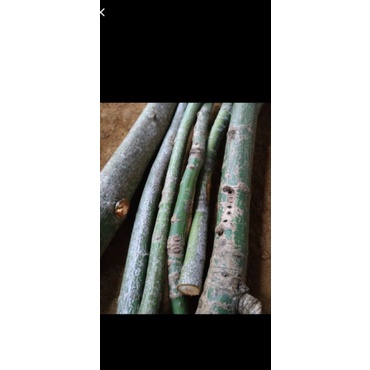 ranting kapuk randu/batang kapuk randu