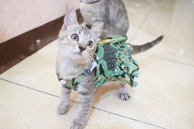 Dress batik hijau lucu untuk kucing dan anjing baju kucing murah terlaris size S-XL