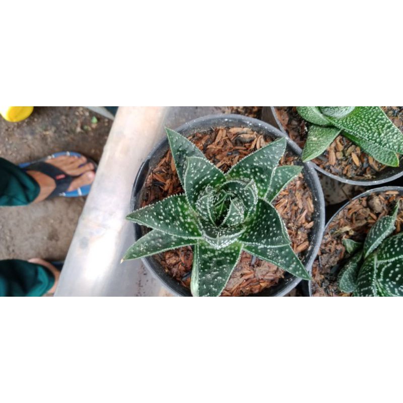 gasteria