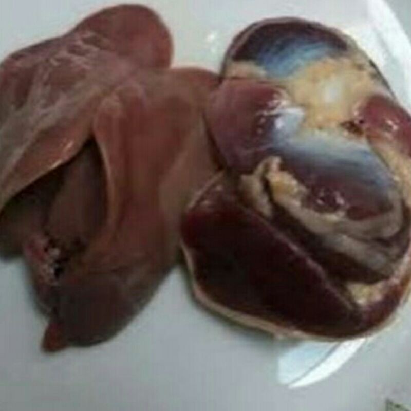 

ATI AMPELA - DAGING AYAM SEGAR RINDU SAYURAN CIMAHI