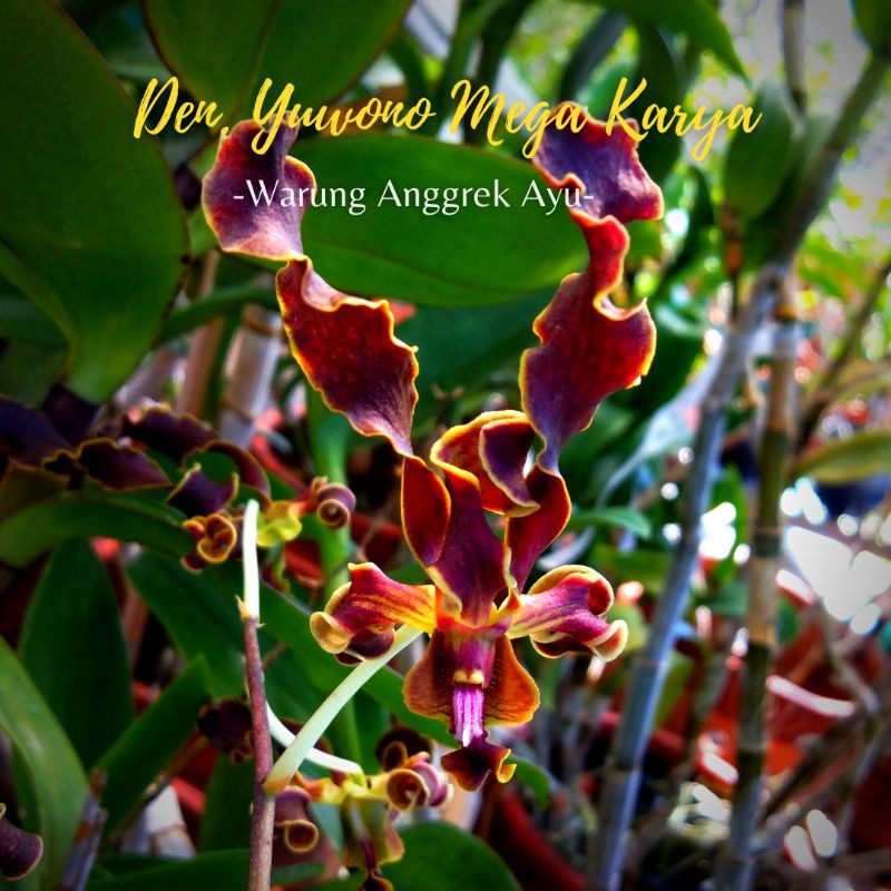 Anggrek Den. Yuwono Mega Karya Promo
