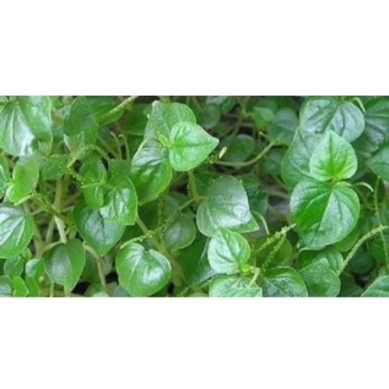 

Terbaik daun suruhan cina/ketupang air segar 500gram