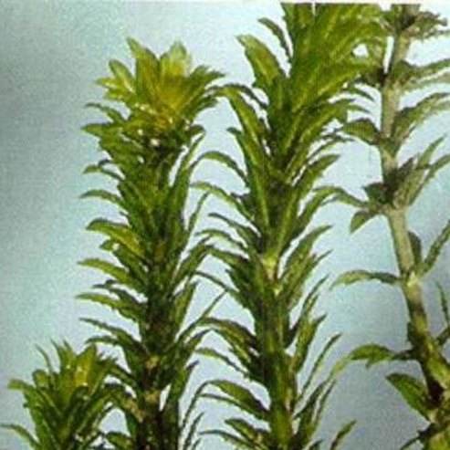 Ganggang Hydrilla/Hydrilla Densa Verticillata Aquascape