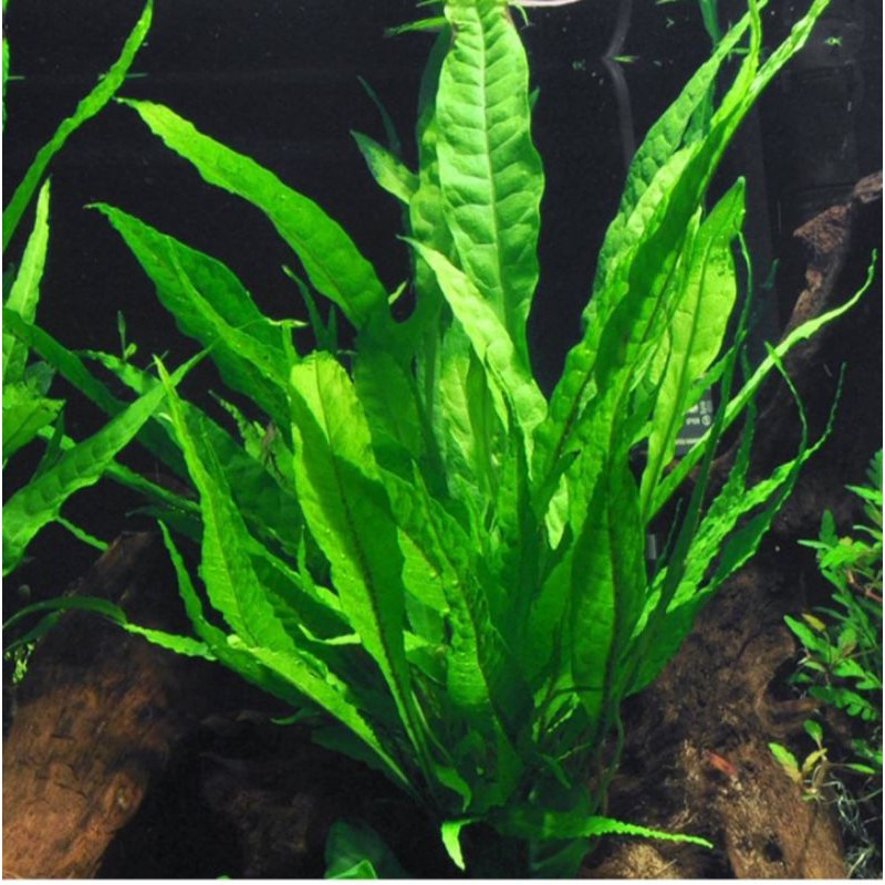 java fern/kadaka