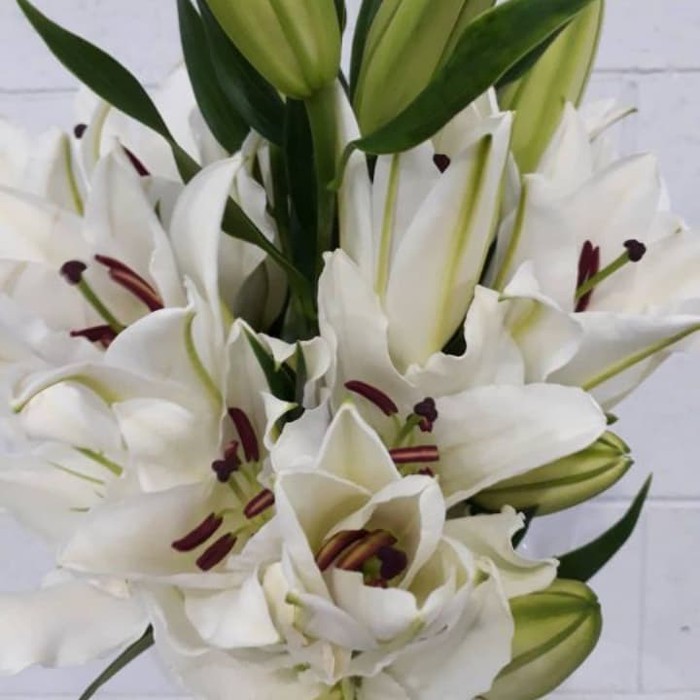 bunga Lily Casablanca segar / bunga Lily tangkai cantik