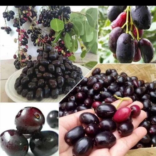 Jual Online Seeds 1 Benih Biji Buah Duwet Duet Juet Jambulana Jambula