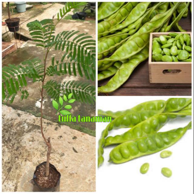 Tanaman buah petai / pete besar