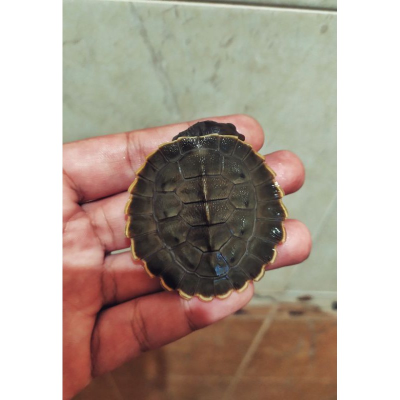 

Daput dada putih Branderhosti