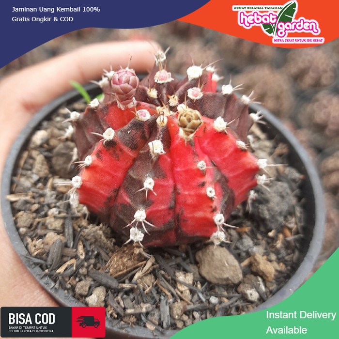 JUAL kaktus ownroot gymno blackpink - Hebat Store