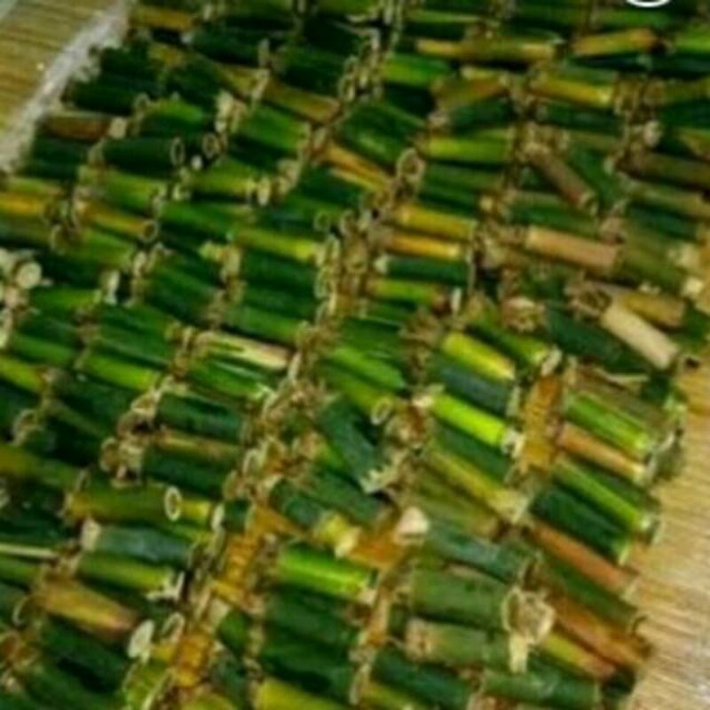 Cangcilung ulat bambu cilung umpan pancing 1pcs isi 10 ekor